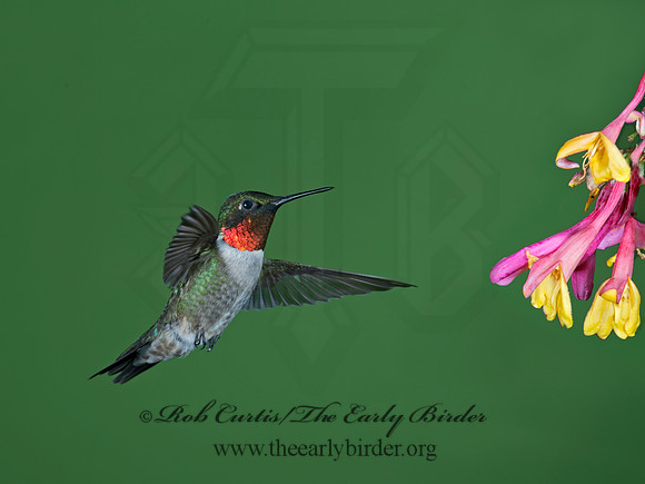 Archilochus colubris  RUBY-THROATED HUMMINGBIRD 9023787