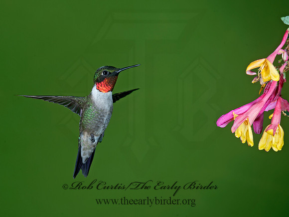 Archilochus colubris  RUBY-THROATED HUMMINGBIRD 9023784