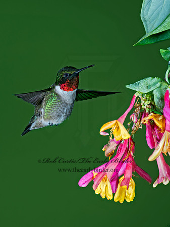 Archilochus colubris  RUBY-THROATED HUMMINGBIRD 9023795