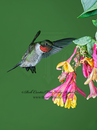 Archilochus colubris  RUBY-THROATED HUMMINGBIRD 9023796