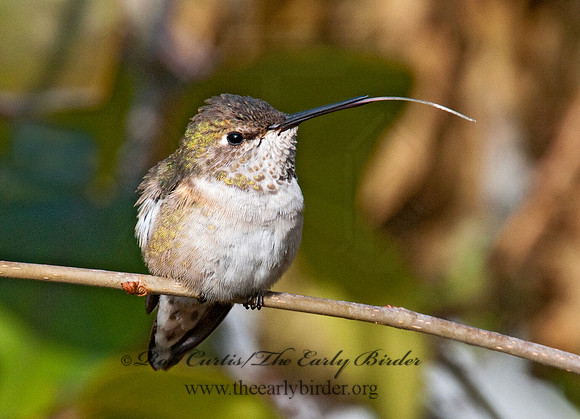 Selasphorus rufus  RUFOUS HUMMINGBIRD 3011017.