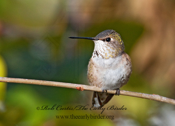 Selasphorus rufus  RUFOUS HUMMINGBIRD 3011028.