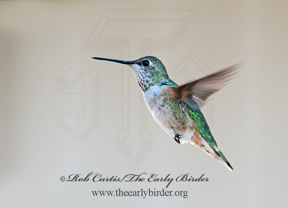 Selasphorus rufus  RUFOUS HUMMINGBIRD 8027289.