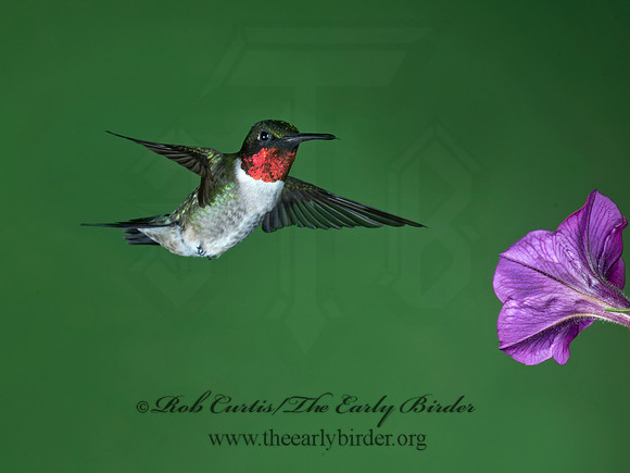 Archilochus colubris  RUBY-THROATED HUMMINGBIRD 9023766