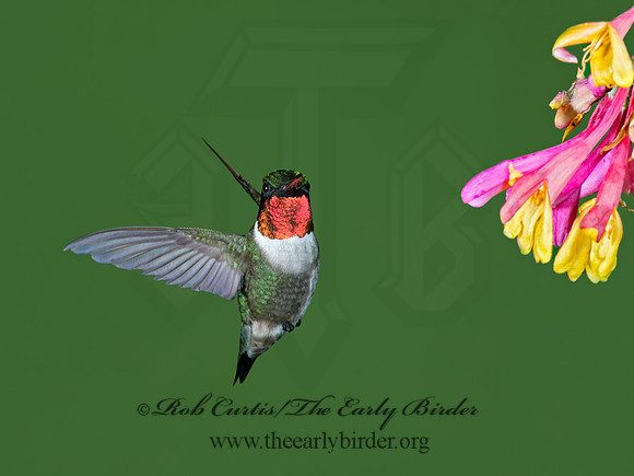 Archilochus colubris  RUBY-THROATED HUMMINGBIRD 9023772
