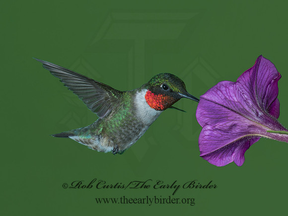 Archilochus colubris  RUBY-THROATED HUMMINGBIRD 9023764