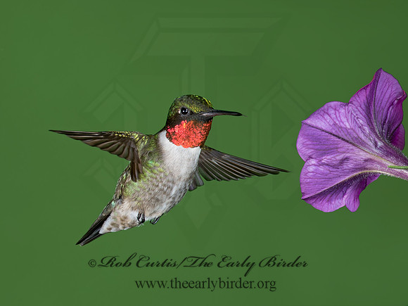 Archilochus colubris  RUBY-THROATED HUMMINGBIRD 9023780