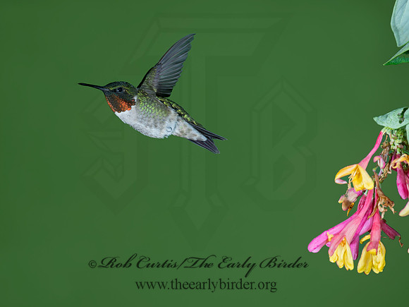 Archilochus colubris  RUBY-THROATED HUMMINGBIRD 9023791