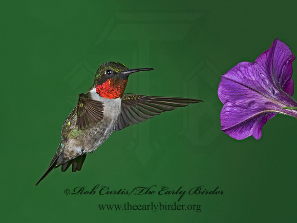 Archilochus colubris  RUBY-THROATED HUMMINGBIRD 9023781