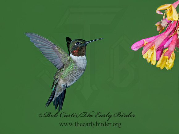 Archilochus colubris  RUBY-THROATED HUMMINGBIRD 9023794