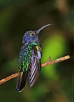 Campoylopterus hemileucurus VIOLET SABREWING 196033.