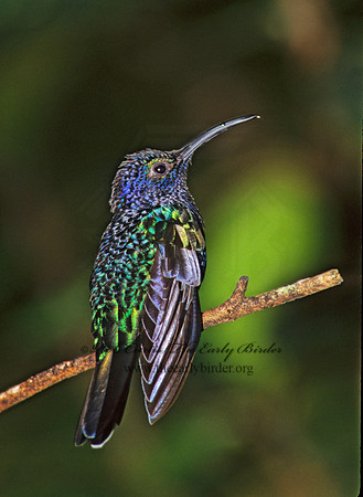 Campoylopterus hemileucurus  VIOLET SABREWING 196033.
