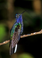 Campoylopterus hemileucurus VIOLET SABREWING 196106.