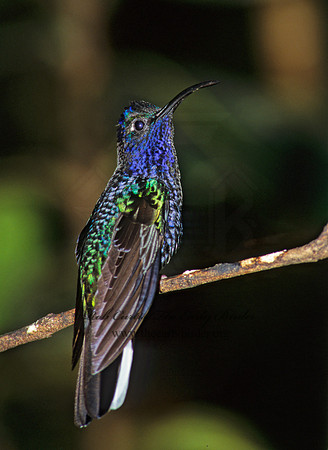 Campoylopterus hemileucurus  VIOLET SABREWING 196106.