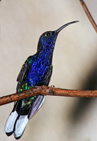 Campoylopterus hemileucurus VIOLET SABREWING 196103.