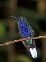 Campoylopterus hemileucurus  VIOLET SABREWING