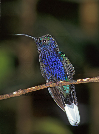 Campoylopterus hemileucurus  VIOLET SABREWING 196107.