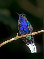Campoylopterus hemileucurus VIOLET SABREWING 196115.