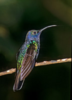 Campoylopterus hemileucurus VIOLET SABREWING 196117.