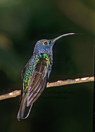 Campoylopterus hemileucurus  VIOLET SABREWING 196117.