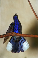 Campoylopterus hemileucurus  VIOLET SABREWING 196124.