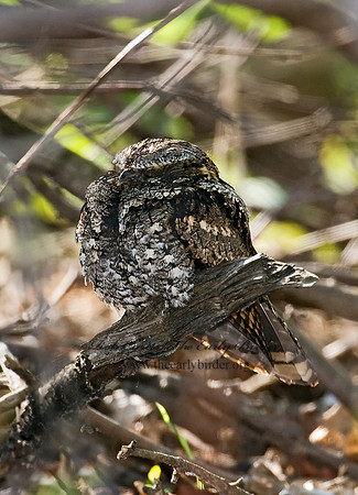 Caprimulgus vociferus  WHIP-POOR-WILL 7014625