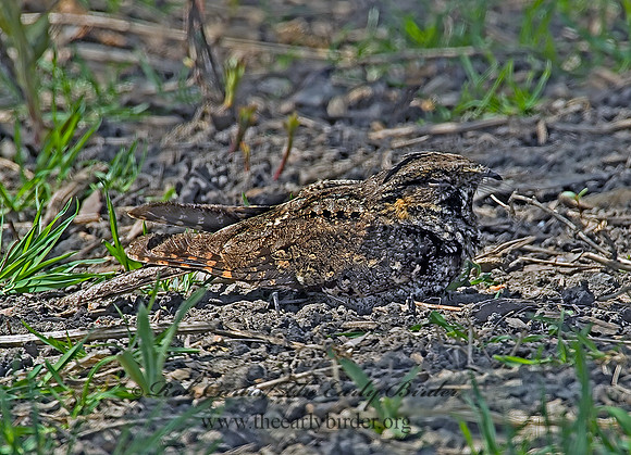 Caprimulgus vociferus  WHIP-POOR-WILL  3000662