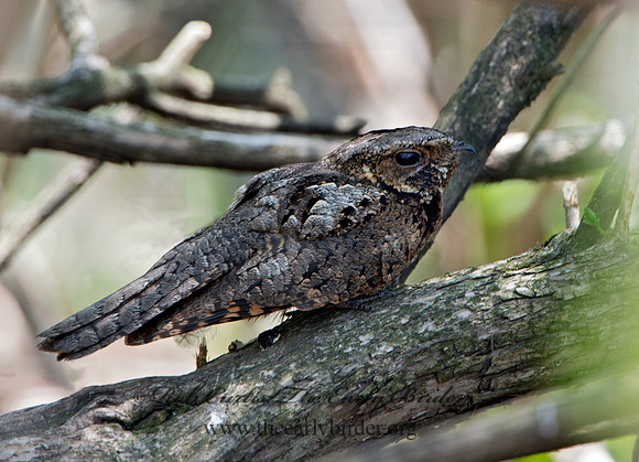 Caprimulgus vociferus  WHIP-POOR-WILL 9028843