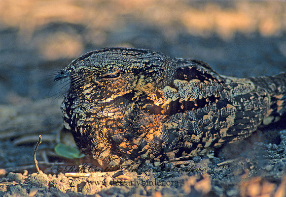 Caprimulgus vociferus  WHIP-POOR-WILL 38510