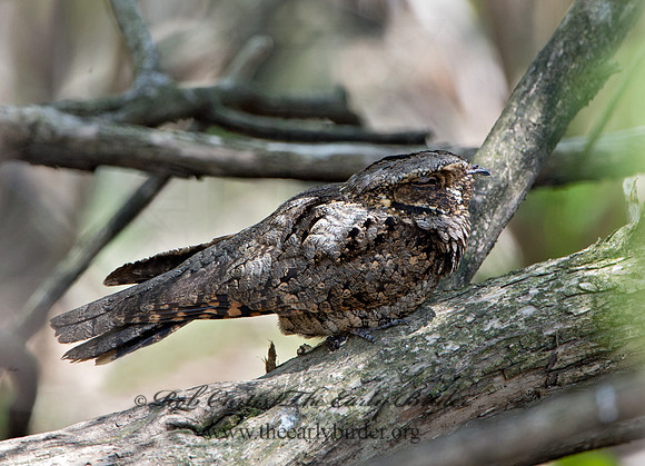 Caprimulgus vociferus  WHIP-POOR-WILL 9028881