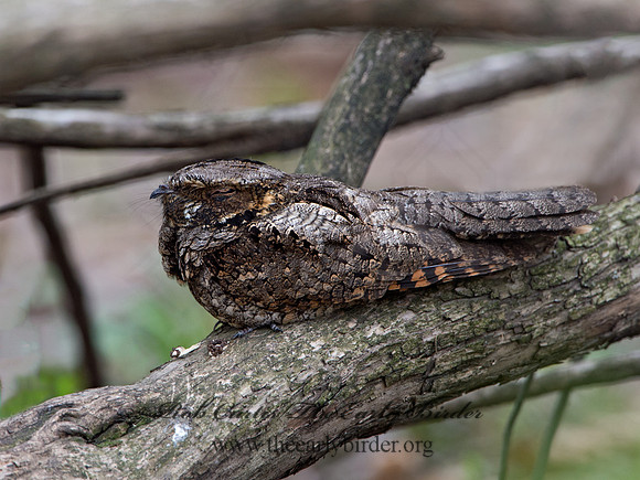 Caprimulgus vociferus  WHIP-POOR-WILL 9028889