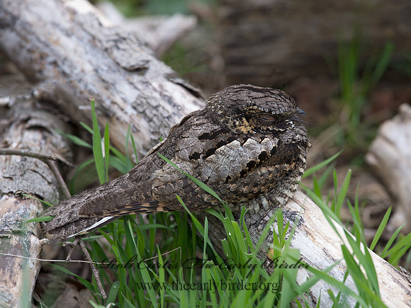Caprimulgus vociferus  WHIP-POOR-WILL 9037090
