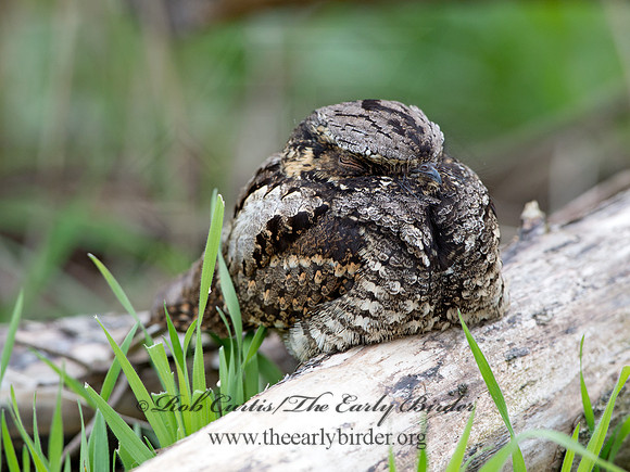 Caprimulgus vociferus  WHIP-POOR-WILL 9037086