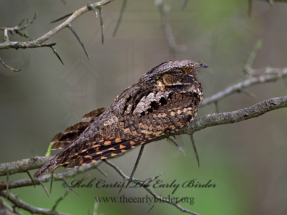 Caprimulgus vociferus  WHIP-POOR-WILL 9037911