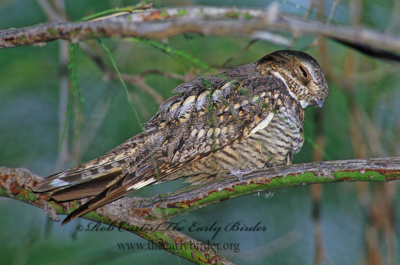 Rob Curtis/The Early Birder | Chordeiles acutipennis LESSER NIGHTHAWK