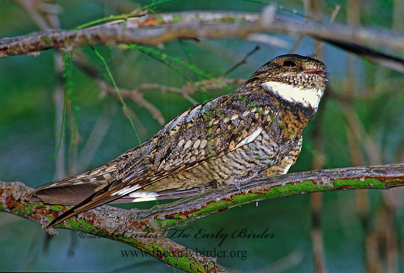 Rob Curtis/The Early Birder | Chordeiles acutipennis LESSER NIGHTHAWK