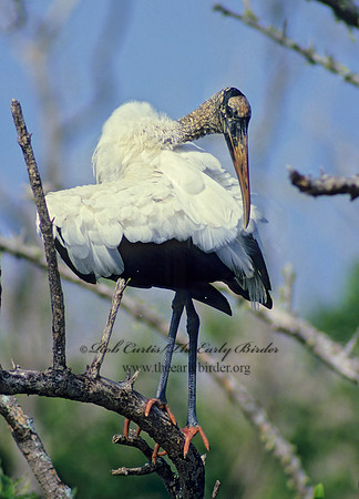 Mycteria americana  WOOD STORK 11208