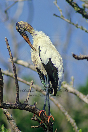 Mycteria americana  WOOD STORK 11206