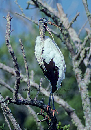 Mycteria americana  WOOD STORK 11133