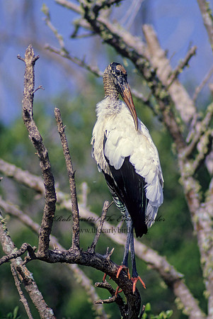 Mycteria americana  WOOD STORK 11201