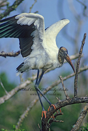 Mycteria americana  WOOD STORK 11212