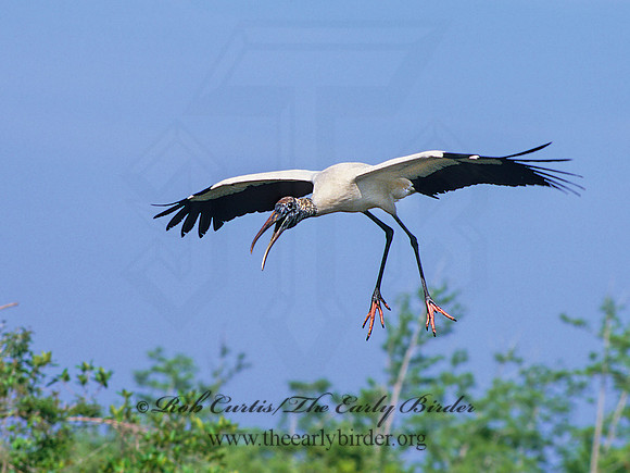 Mycteria americana  WOOD STORK 250835