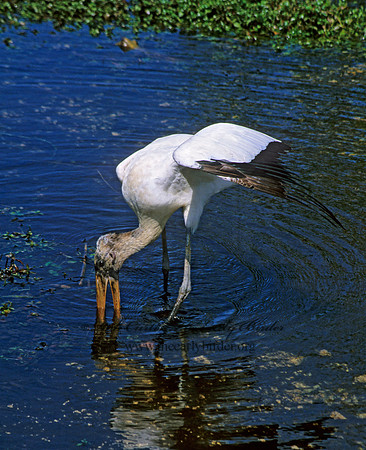 Mycteria americana  WOOD STORK 250806