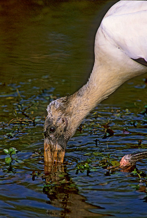 Mycteria americana  WOOD STORK 250915