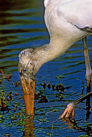 Mycteria americana  WOOD STORK 250914-1