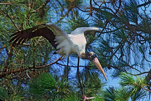 Mycteria americana  WOOD STORK 256006