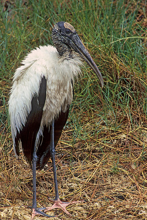 Mycteria americana  WOOD STORK 255935
