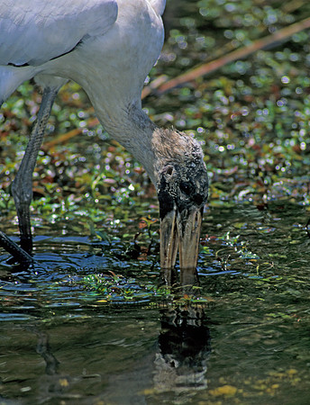 Mycteria americana  WOOD STORK 258518