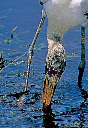 Mycteria americana  WOOD STORK 258526