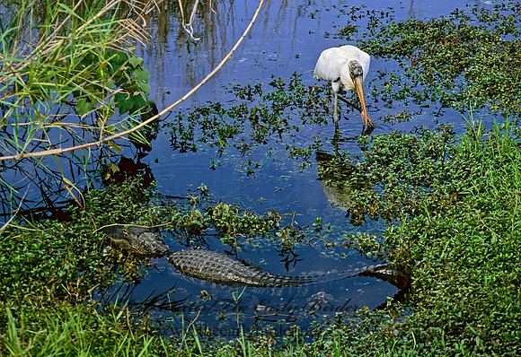 Mycteria americana  WOOD STORK 258716